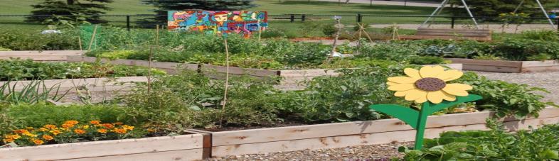 HOW TO START A COMMUNITY GARDEN IN YOUR NEIGHBOURHOOD What is a community garden? Community gardens are places where groups of people come to create a garden and build community.
