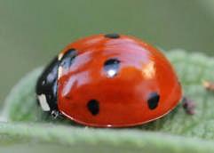good bugs 4 Common beneficial insects: Larger insects Ladybird beetles