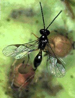 A tiny wasp that lays its eggs in the eggs of many caterpillars.