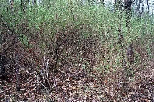 LIFE HISTORY AND INVASIVE BEHAVIOR Eurasian bush honeysuckles reproduce primarily by seed.