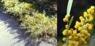 Acacia redolens Prostrata Prostrate Acacia (groundcover) Grows to 1