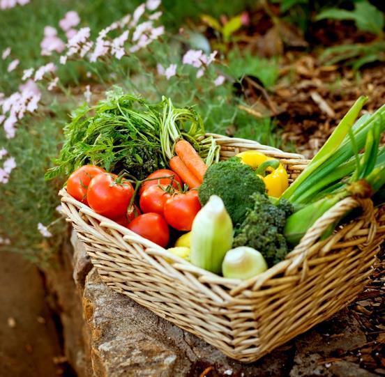 Introduction to Organic Gardening What Actually Is Organic Gardening?
