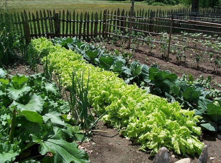 Organic Gardening The Guidelines Who doesn t like eating chemical-free fruits and vegetables that came right from their own garden? Serve these to your guests and they will love them too!