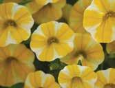 Superbells Calibrachoa GROWTH REGULATORS As required, either a light spray of Sumagic at 5ppm 10ppm or Bonzi drench at 1ppm 3ppm can be applied to control growth.