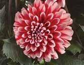 Dalina and Mystic Illusion Dahlia OUTDOOR GROWING SCHEDULE Due to long day requirements and sensitivity to frost and severe cold, Dahlia are best suited to be grown as a finished crop indoors.