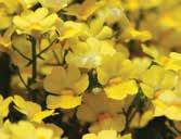 Sunsatia Nemesia OUTDOOR GROWING SCHEDULE Sunsatia Nemesia can be finished outdoors as a second group plant for moving outdoors if freeze/frost protection is provided.