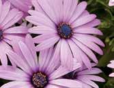 Soprano Osteospermum PEST and DISEASE MANAGEMENT Proper temperature, light levels, air movement, humidity control, and water management will eliminate most disease issues.