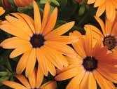 Symphony Osteospermum OUTDOOR GROWING SCHEDULE Symphony Osteospermum can be finished outdoors as an early crop if basic freeze/frost protection is provided.