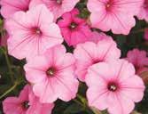 Supertunia Petunia areas, the higher rates will probably be needed.