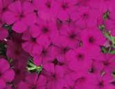 Intensia Phlox OUTDOOR GROWING SCHEDULE Intensia Phlox can be finished outdoors as a second or third group plant for moving outdoors if freeze/frost protection is provided.