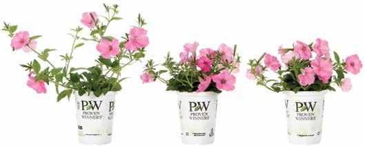 Supernova Liner Culture Guide 2014 Supernova liners have been treated to provide a blooming, salable plant in a 4" 6" container in four to six weeks.