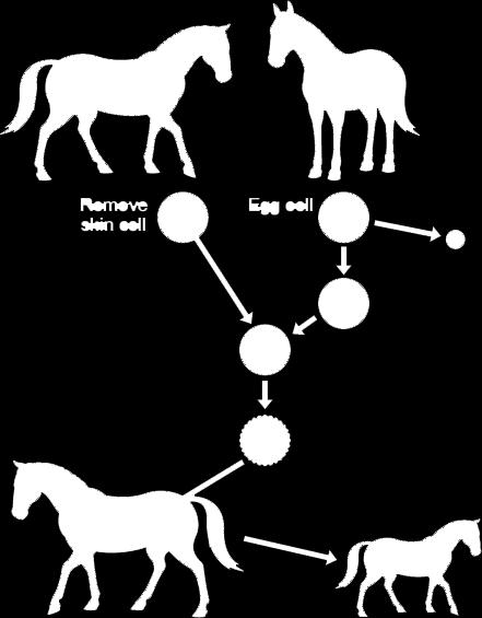 (b) Zorses are not able to breed. Scientists could produce more zorses from this zorse by adult cell cloning.