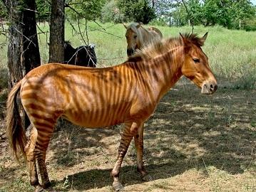 Q10. The photograph shows a zorse. By Kumana @ Wild Equines [CC-BY-2.0], via Wikimedia Commons A zorse is a cross between a male zebra and a female horse.