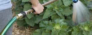 water your vegetables 1 2 inches of water per week in one