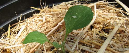 MULCHING Alternative to weeding Retain soil moisture Materials Straw