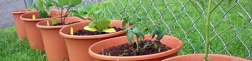 Container Vegetable Gardening Keep roots cool Avoid using black pots