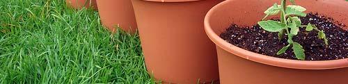 imminent Might require more frequent watering Pots can dry out faster