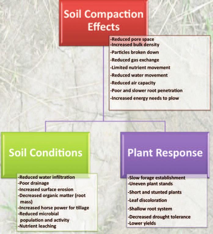 Figure 1. Effect of compaction on soil productivity and plant response. Heavy rain can also disturb the smallest particles on the soil surface and create crust layers.
