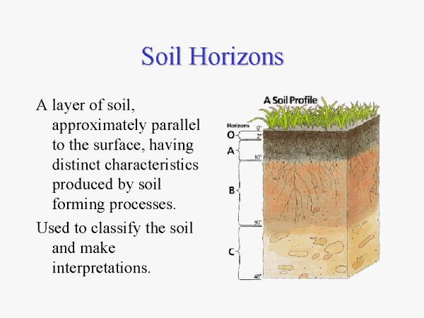 B Horizon (subsoil) - This is known as the subsoil and is light in colour as it contains less humus.