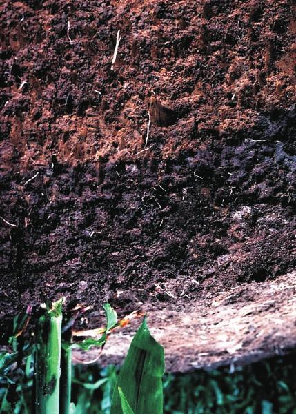 A soil profile is usually studied to a depth of 3 to 5 feet. To see the soil profile, soil cores may be taken or holes dug to expose the profile.