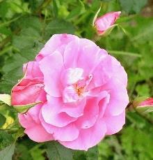Double Knock-Out Rose