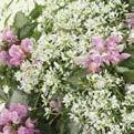 PINK CHABLIS Lamium maculatum Pink Chablis provides plenty of color and texture in areas of