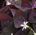 6-12" Vigor: 1 GROWING TIPS FOR CHARMED Prefers warmer production temperatures.