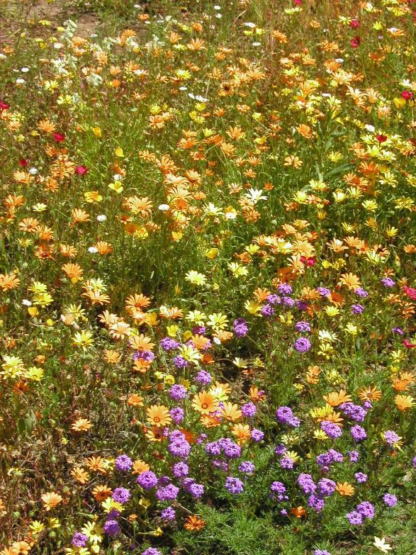 Wildflowers Water frequently until seedlings are well established, then reduce irrigation Control weeds and thin thick patches of seedling Fertilizer is not necessary unless the area is