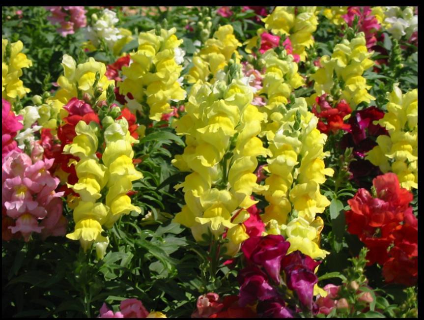 Annuals Complete life cycle in one growing season Spring and fall annuals, AZ different than other climates