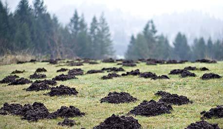 Organisms Burrowing animals such as foxes, moles, badgers and so on affect
