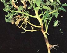 Figure 7. Bacterial canker lesions on stem. Figure 8. Bird's eye spot of bacterial canker. lesions may develop on the stem, petioles, and underside of the foliage (figure 7).
