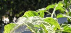 Tomato Pests On leaves & stems Leaf miner damage Spider mite webbing Tomato Pests On