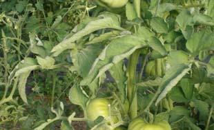 tomatoes growth Tip #4 Location,