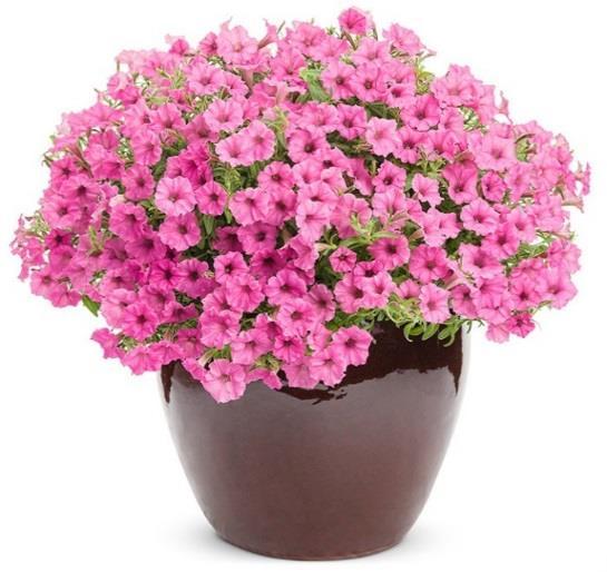 Supertunia Charm Petunia New Colors Mini-flowered sister to the Supertunia series Use for early-season color Same great heat and humidity tolerance Suited to quarts, gallons,