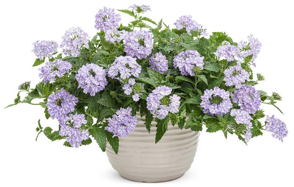 Superbena Verbena New Color The complete package among verbena: Large flowers in