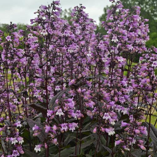 Midnight Masquerade Penstemon New Variety Taller perennial with deep purple foliage and dark stems Suited to full sun Mature size Height: 36-40