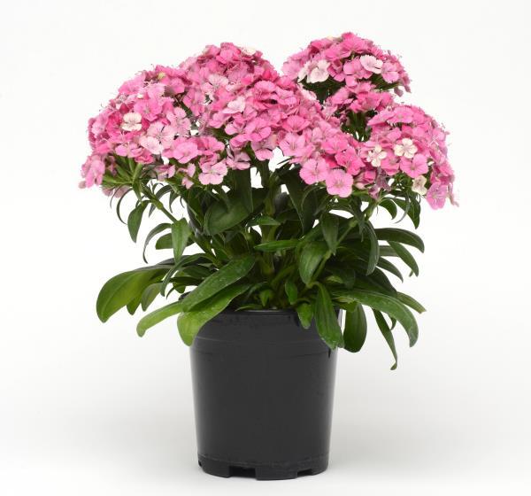 Jolt Dianthus New Color The most heat-tolerant interspecific dianthus delivers all-season performance Outstanding in landscapes, gardens, premium containers Withstands hot conditions and continues to