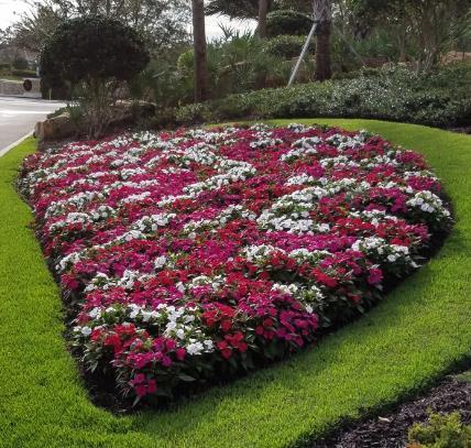 SunStanding Impatiens New Color & Product Form Excellent landscape performance Adaptable to sun and shade, heat and humidity Versatile in