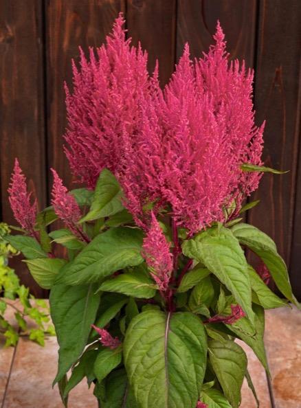 Century Celosia New Color Gorgeous, fluffy plumes on leafy green plants make a statement in the landscape Garden height: 24-28 Resurgence in popularity for use in larger