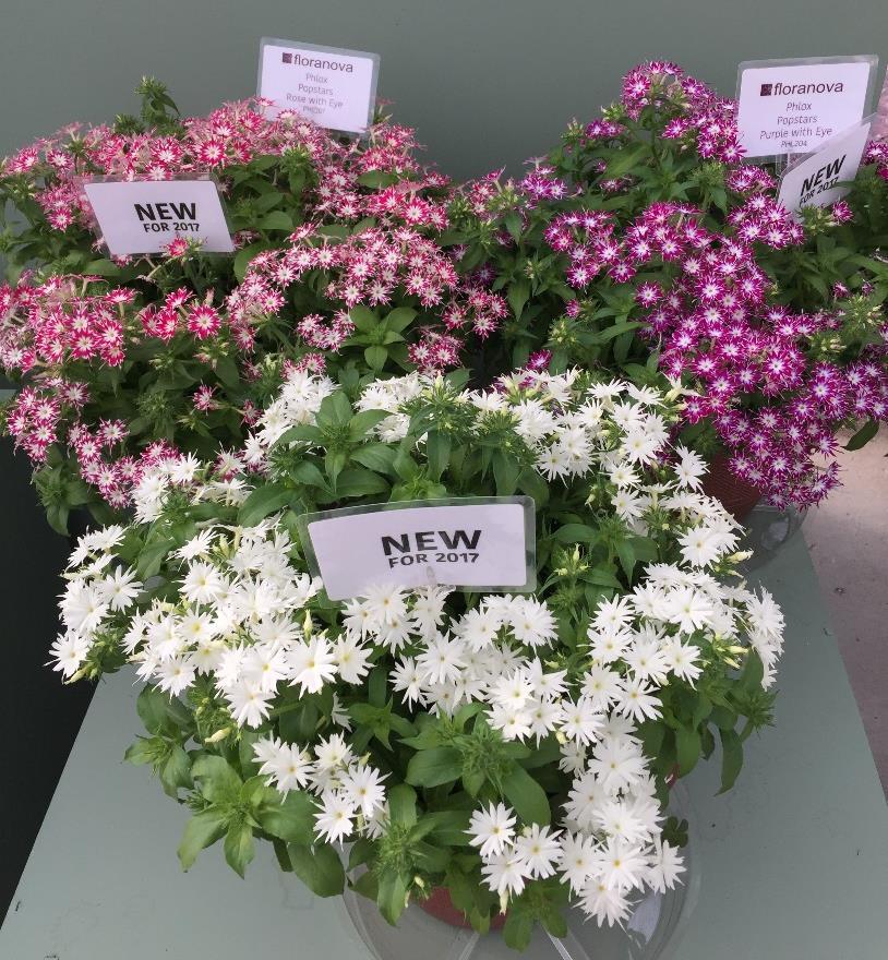 Popstars Phlox New Series Unique new annual phlox with striking star shaped blooms Excellent branching on compact plants Strong tolerance to disease with improved