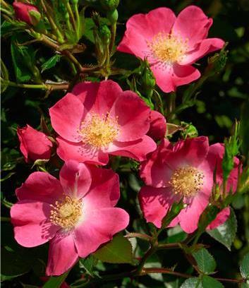Poulsen Roses 2017-18 Assortment Cottage Series Single, half-full flowers,