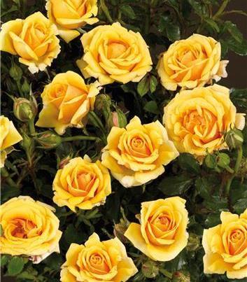 the plant Hybrid Tea Series Large, full flowers; continuous flowering from