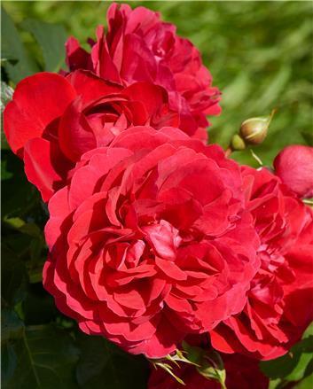 Poulsen Roses 2017-18 Assortment National Parks Series