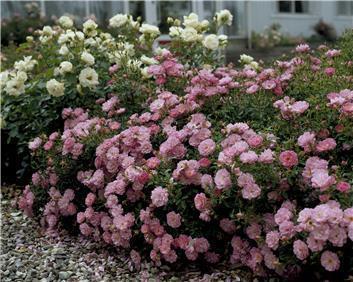 Country Series Landscape roses for 35-MPH color National