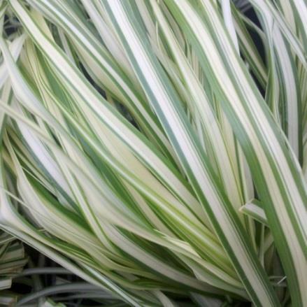 New Ornamental Grasses from Emerald Coast Growers Calamagrostis x acutiflora Lightning Strike An ECG