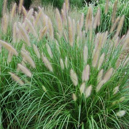 Foliage features broad central stripes of creamy white, edged in green Hardiness Zones 4-10 Pennisetum