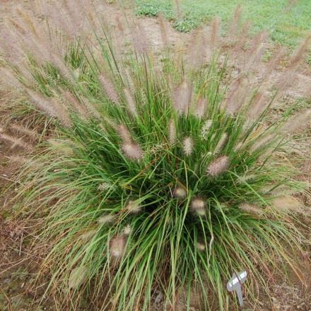 flowers spring to fall and will not reseed Hardiness Zones 5-9 Pennisetum alopecuroides Hush Puppy