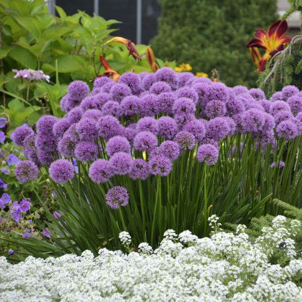 Millennium Allium 2018 Perennial Plant of the Year Clump-forming plant with shiny deep green, strappy foliage Showy 2" round, amethyst purple