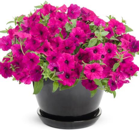 Supertunia Petunia New & Improved Colors Large-flowered plants with a mounding habit perform in landscape baskets and containers Great heat and humidity tolerance Height: 6-12