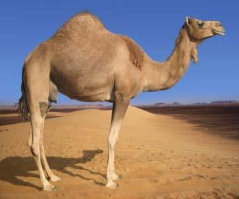 how they are created? (Al-Ghashiya/17) Ask yourself..and dicuss with your teacher!! Why does a camel have a hump?